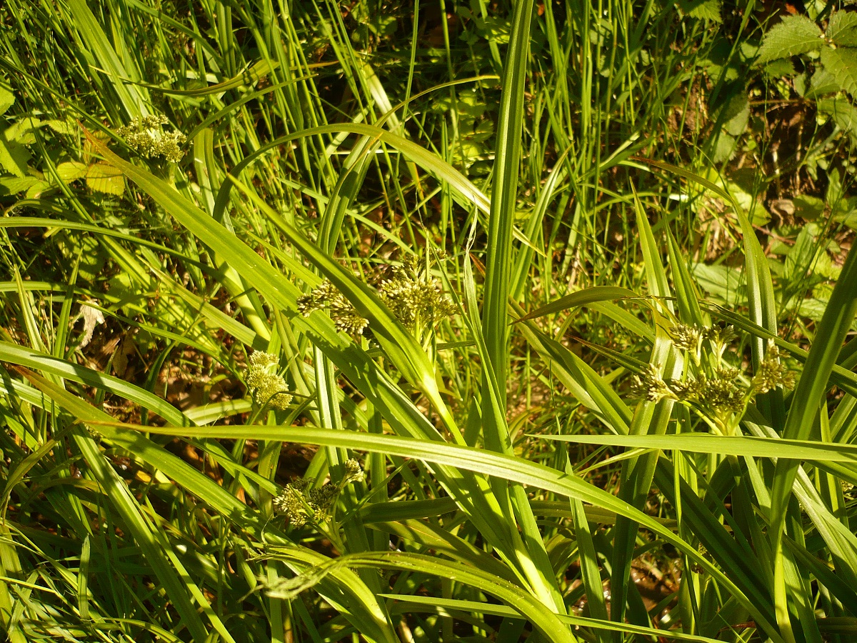 Scirpus sylvaticus (Cyperaceae)